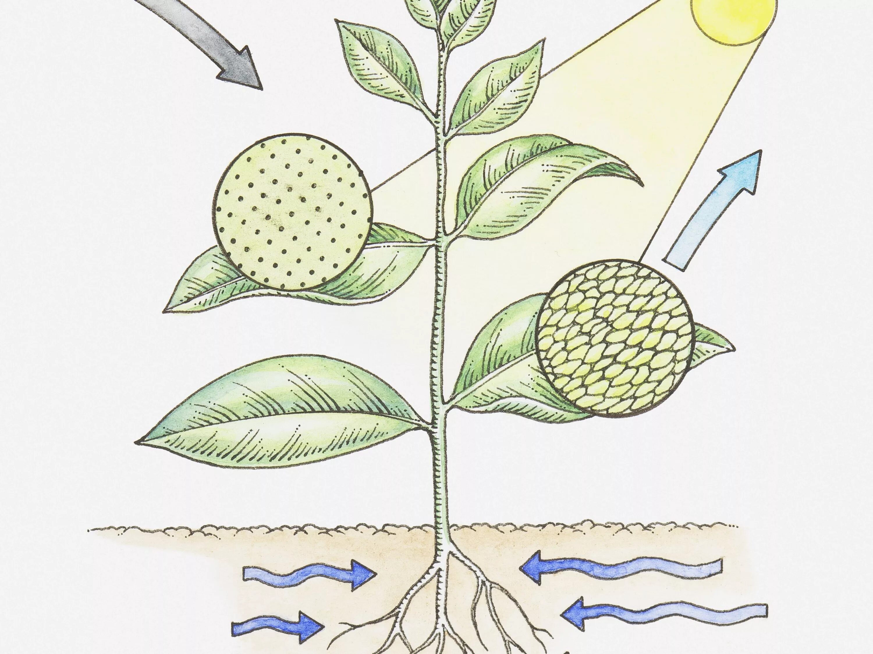 Видеоурок дыхание растений биология 6. Дыхание растений рисунок. Фотосинтез растений. Раванди фотосинтез. Растение целостный организм.