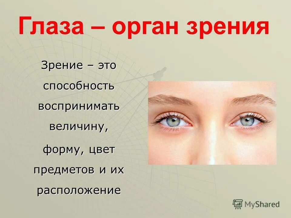 Какую информацию дают глаза. Глаза орган зрения. Органы чувств глаза. Органы чувств человека зрение. Орган зрения презентация.