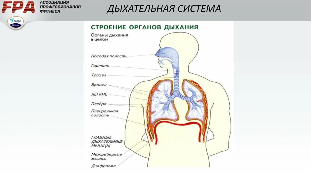 Дыхательная латынь. Полное строение дыхательной системы. Органы дыхательной системы на латинском и русском. Дыхательная системы человека биология 11. Дыхательная система на латинском.