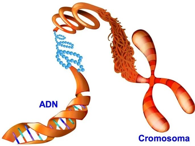 Adn 431. Adn 363. adn 413. adn-210. adn.