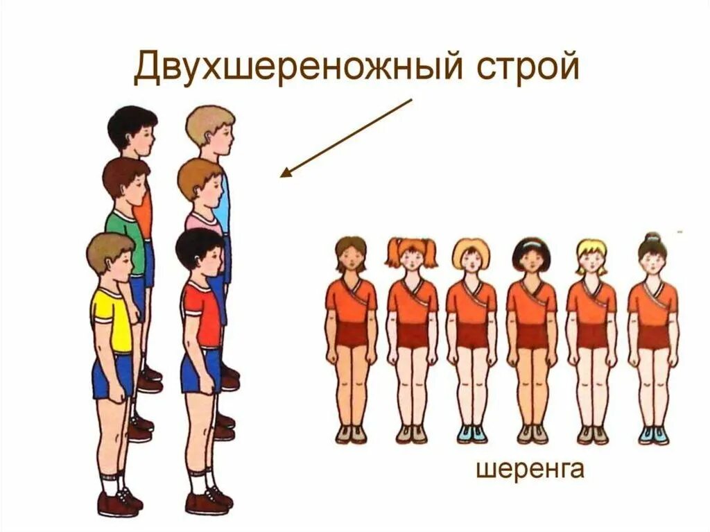 Строевые упражнения. Построение в шеренгу. Построение на физкультуре. Строевые упражнения для детей. Как называется правая левая оконечность строя физкультура