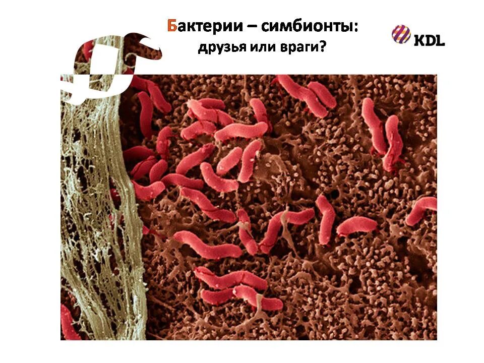 Симбионтом человека является. Бактерии симбионты. Микроорганизмы симбионты человека. Бактерии симбионты человека. Бактерии симбионты в кишечнике.