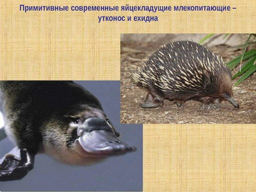 Яйцекладущее млекопитающее 7