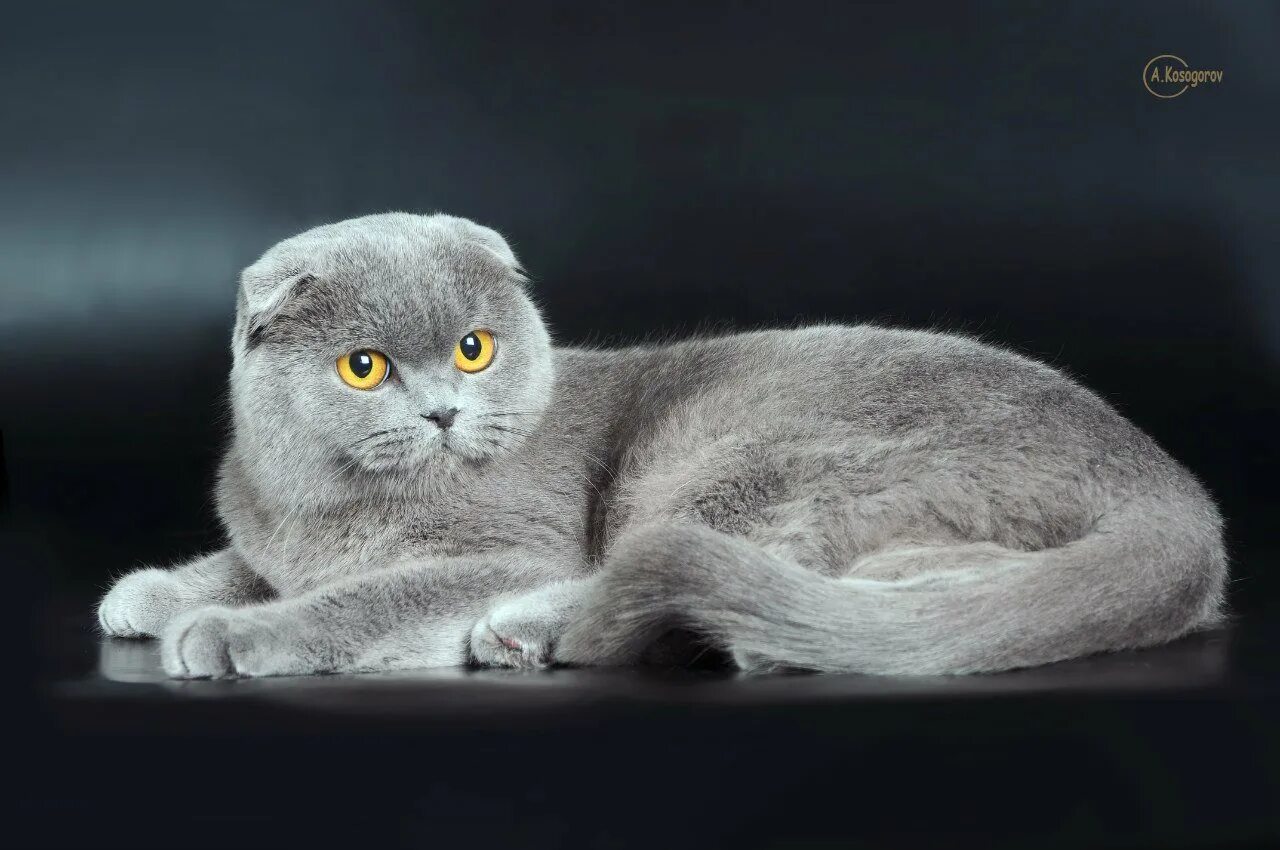 Как выглядят вислоухие коты. Шотландские вислоухие коты. шотландский вислоухий кот скоттиш фолд. шотландская вислоухая кошка голубая. британская вислоухая кошка.