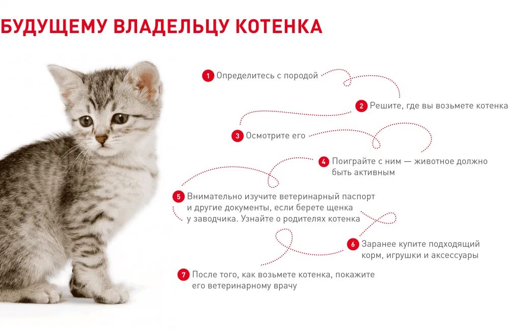 Как помочь котенку адаптироваться. Кактвыбрать котёнка для дома. советы по выбору котёнка. определить возраст котенка. как узнать сколько месяцев котенку.