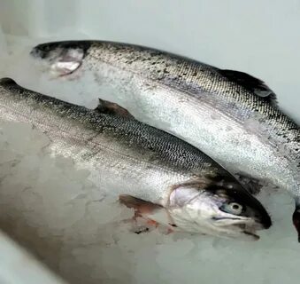 Отличия морской рыбы от пресноводной