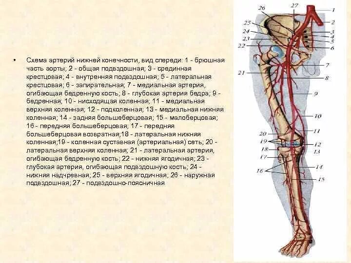 Артериальные сосуды нижних конечностей. Схема кровообращения нижних конечностей. Схема артериального кровотока нижней конечности. Кровоснабжение нижней конечности схема. Сосуды нижних конечностей анатомия схема.