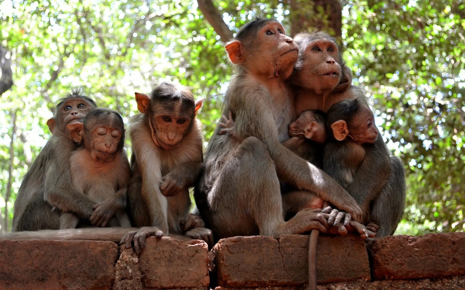 Шимпанзе. Обезьяна шимпанзе. Шимпанзе фото. Шимпанзе 6. Шимпанзе танзания нац парк.