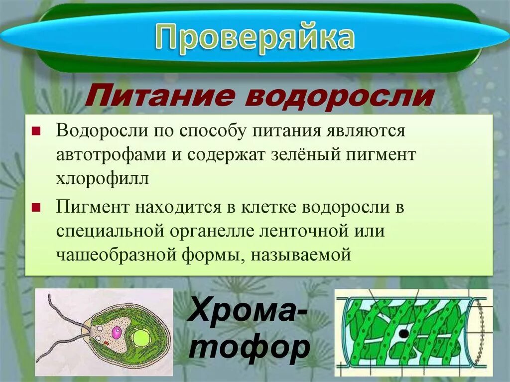 Обеспечивает автотрофное питание клетки. Тип питания водорослей. Способ питания водорослей. Зеленые водоросли Тип питания. Автотрофное питание водорослей.