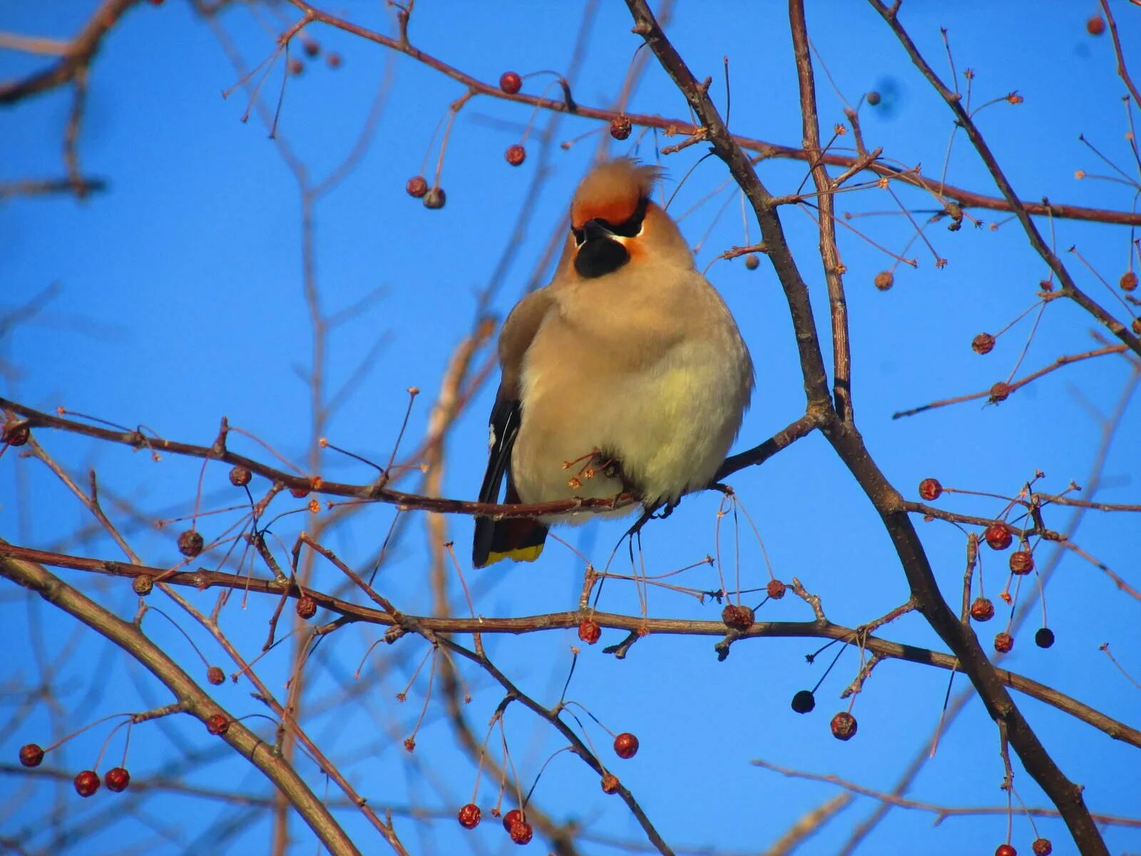 Свиристель обыкновенный (Bombycilla garrulus). Свиристель на Дальнем востоке. Свиристель обыкновенный ‒ Bombycilla garrulus (l., 1758). Свиристель Дудка. Свиристель город