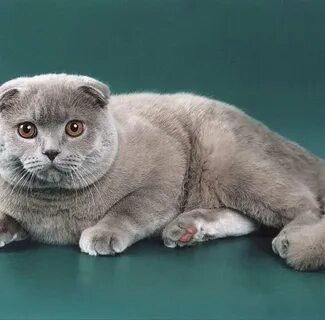 Клички для шотландского вислоухого кота