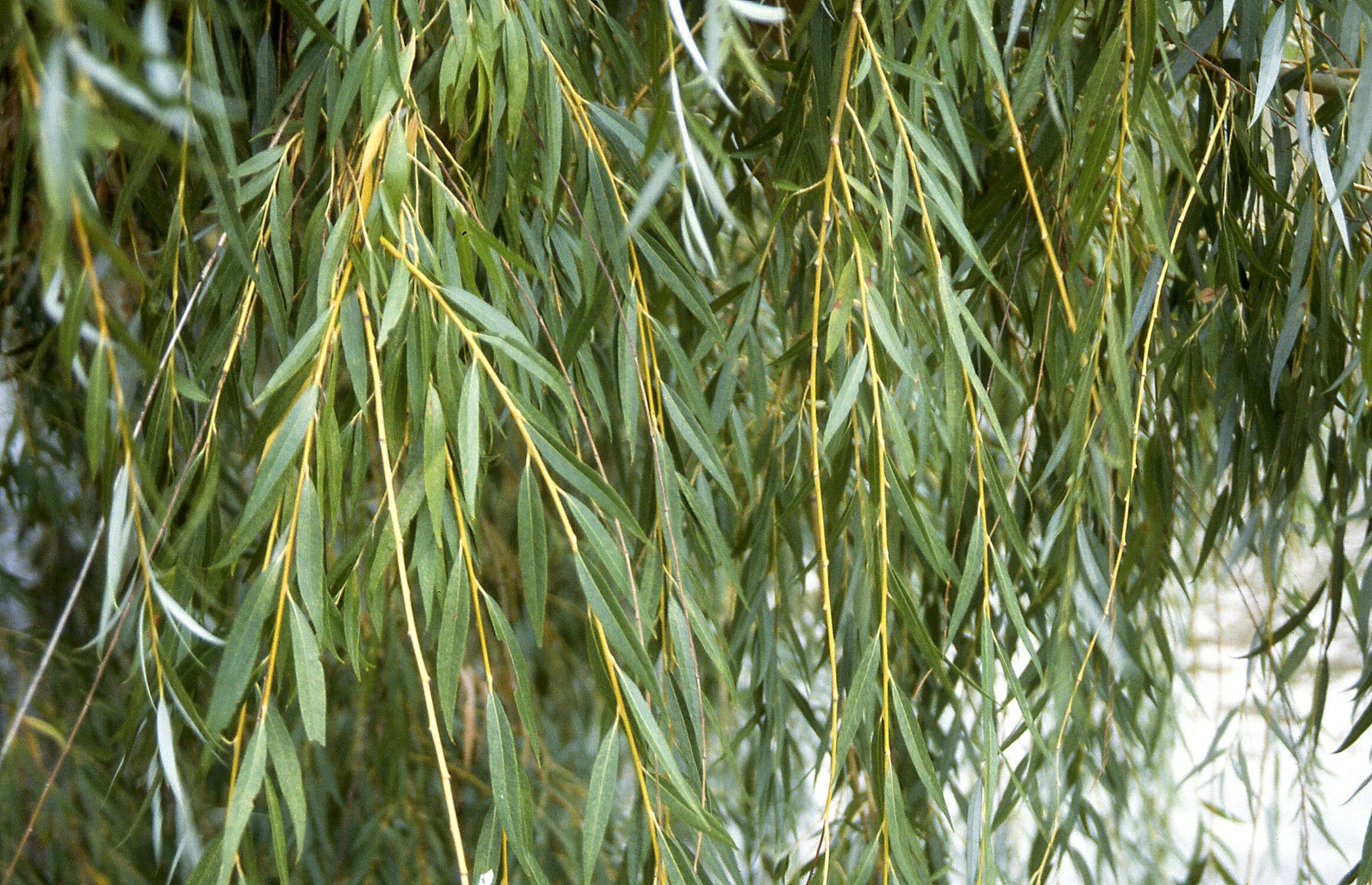 ива желтая плакучая. ива верба дерево. плакучая ива дерево. куст ракиты. тальник дерево.