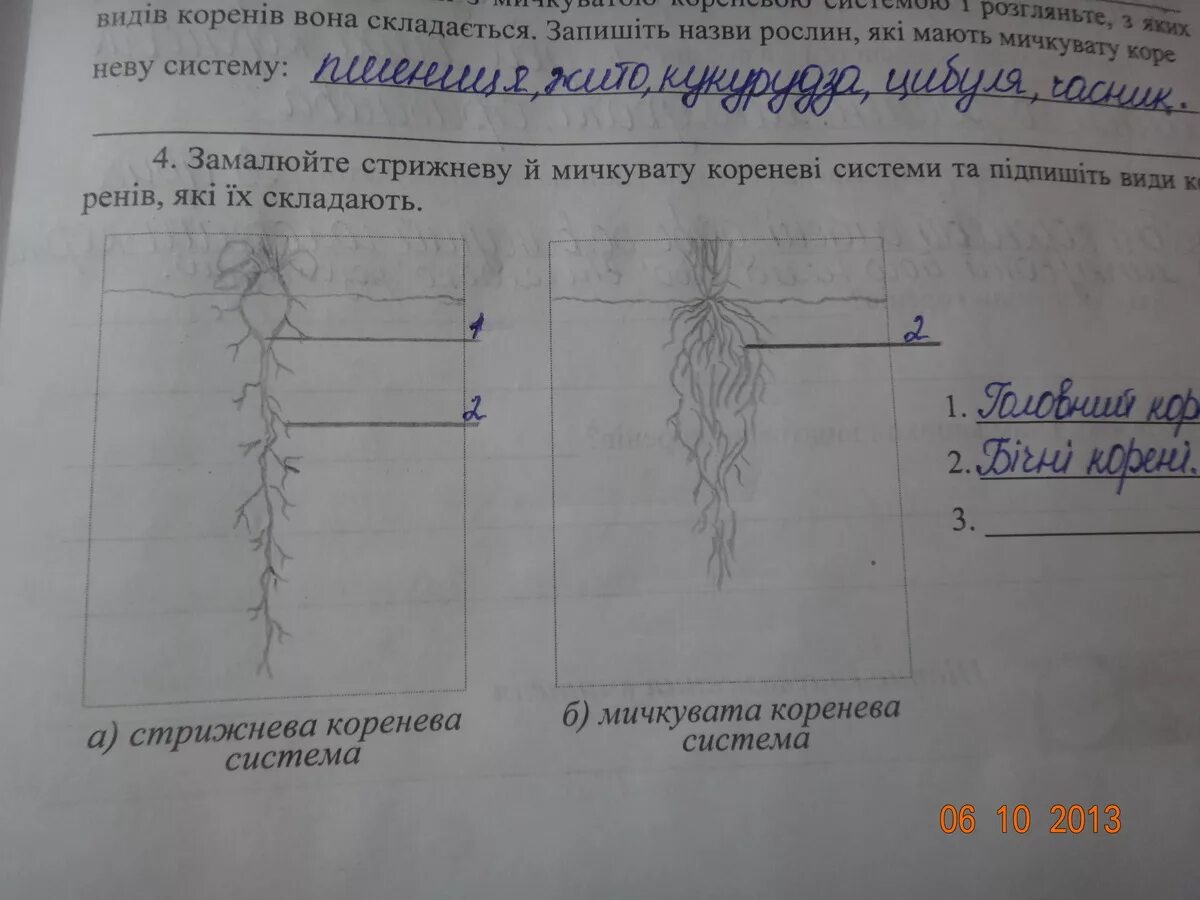 Видоизменения корня таблица.