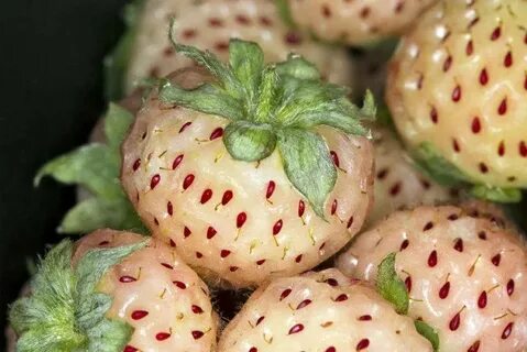 Клубника сорт ананасная отзывы