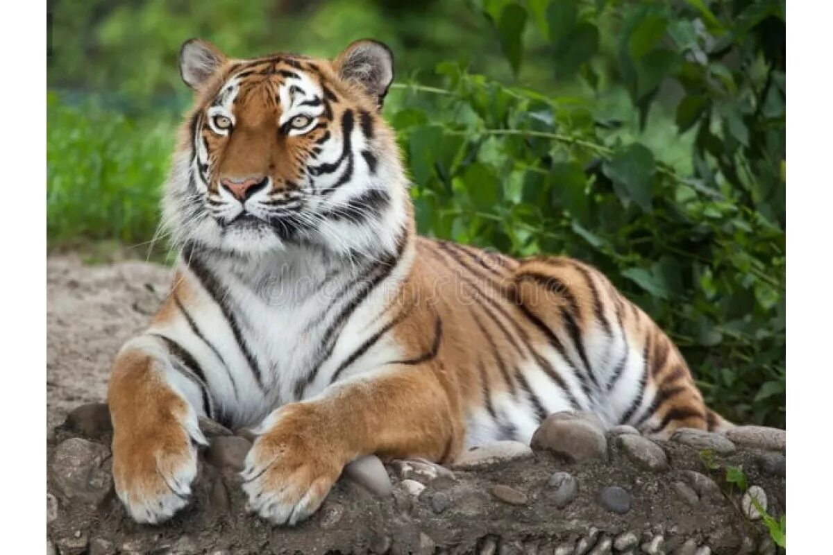Амурский (Уссурийский) тигр. Тигр 3. Сибирский тигр (Panthera Tigris altaica). 4. Амурский тигр (Panthera Tigris). Тайгер купить москва