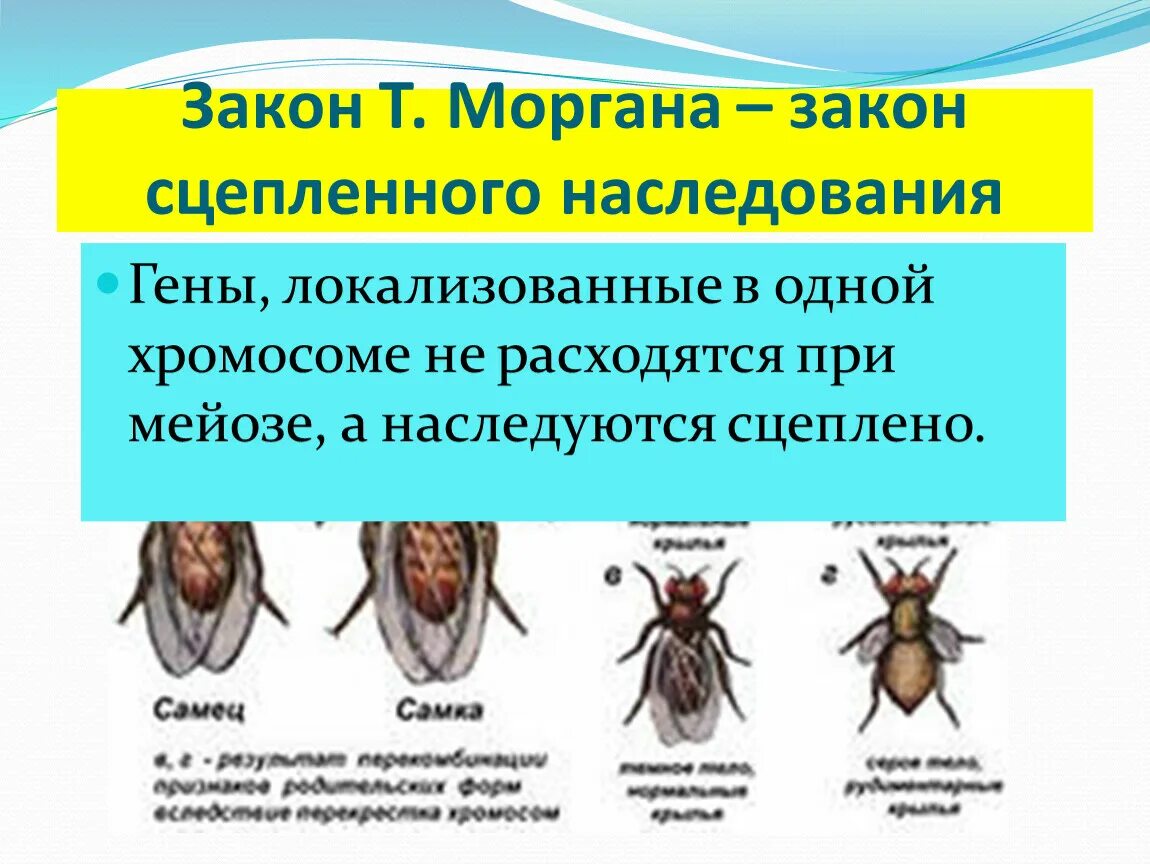 Закон сцепленного наследования. Морган сцепленное наследование. Закон т Моргана. Законы Моргана генетика. Закономерности наследования т моргана