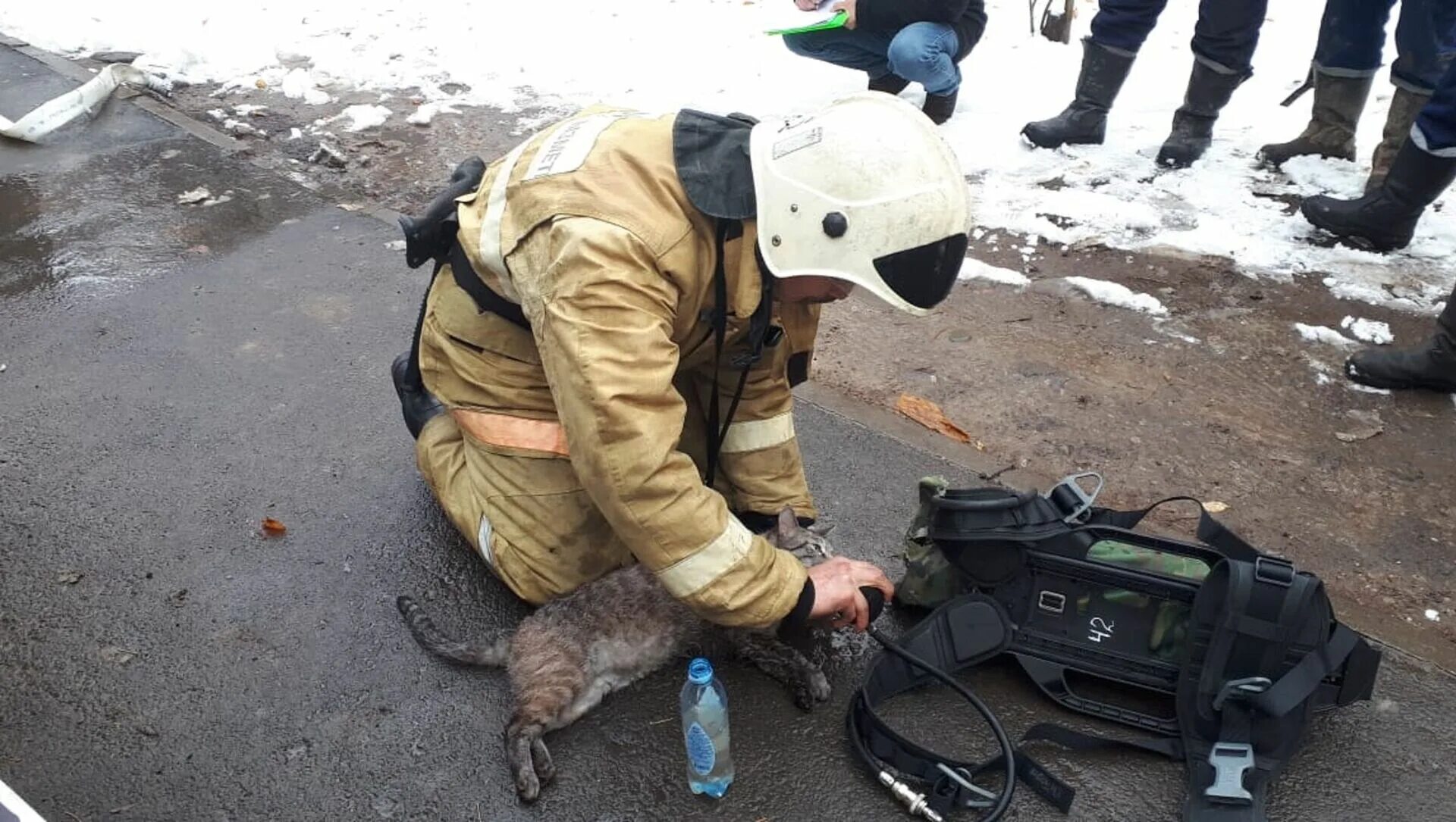 Пожарные спасают животных. Пожарный спасает кота. Пожарные откачали котика. Кошка сгорела