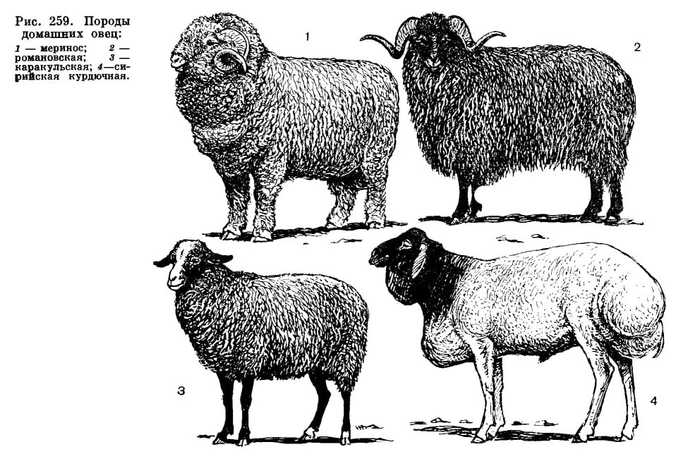 Овца и баран разница. Порода овец меринос и романовская смесь. Отличие козы от овцы. Домашние животные баран овца ягненок. Чем овцы отличаются от овец.