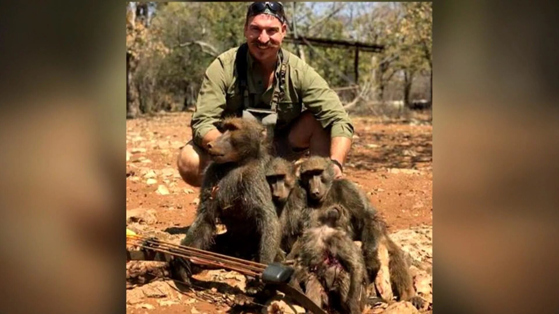 Охота на обезьян в Африке. Охота на шимпанзе в Африке. Обезьяна с автоматом.