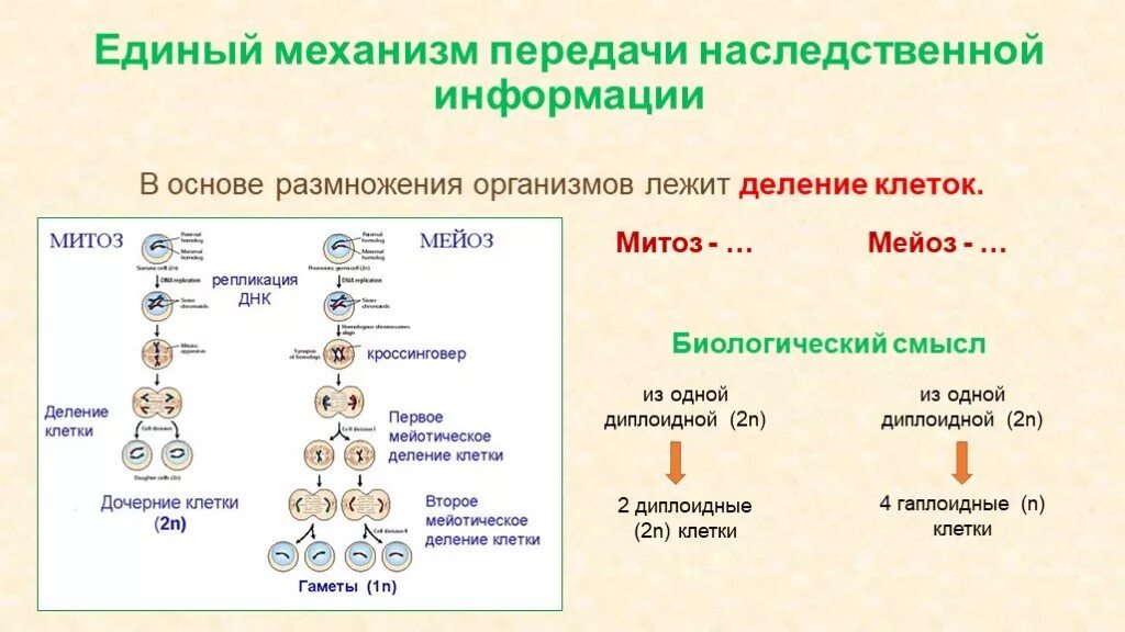 Деление клеток 9 класс биология мейоз. Размножение митоз схема. Основной клеточный механизм митоз Тип размножения. Основной механизм деления клетки митоз вид размножения. Гаплоидная клетка с двухроматидными хромосомами