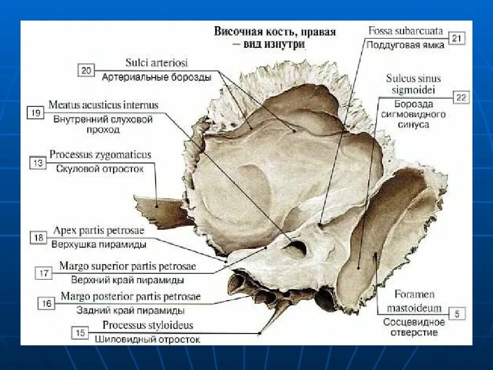 Слуховой латынь. Пирамида (каменистая часть) височной кости. Барабанная часть височной кости анатомия. Анатомия костей черепа височная кость. Височная кость внутренний слуховой проход.