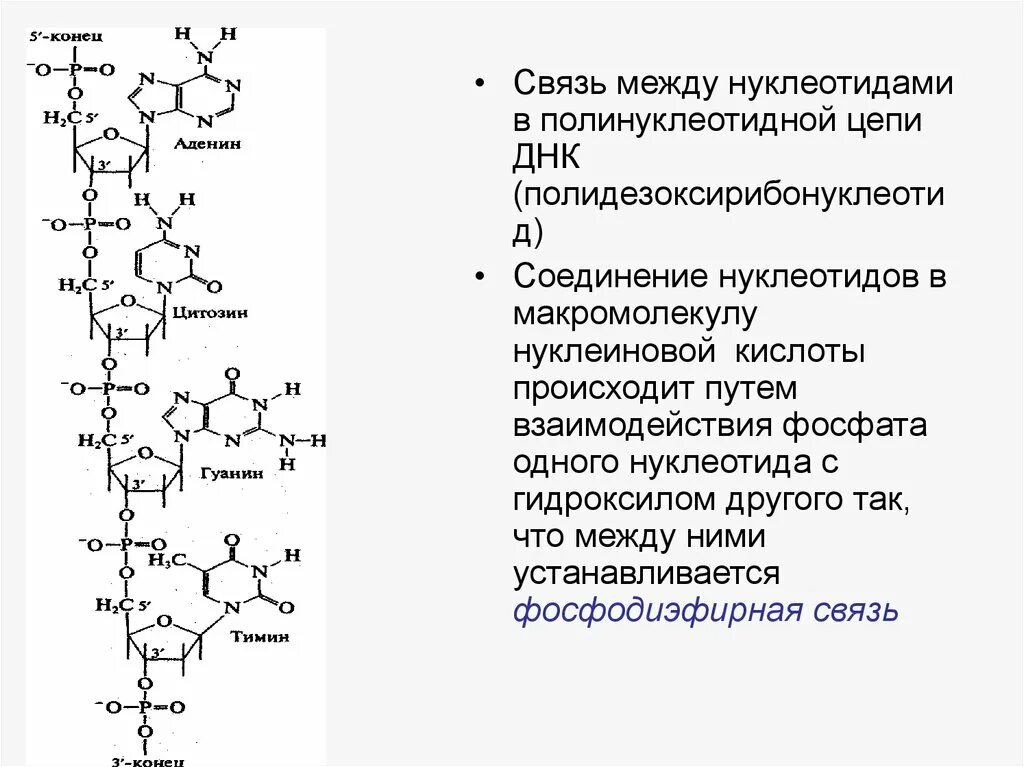 Адениновых нуклеотидов. Строение макромолекулы РНК. Строение полимерной цепи ДНК. Связь между нуклеотидами в полинуклеотидной цепи ДНК. Связи в РНК между нуклеотидами.