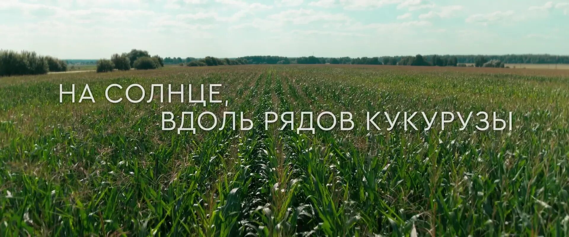 Правее на солнце вдоль. На солнце вдоль рядов кукурузы. На солнце вдоль рядов кукурузы фильм. На солнце вдоль рядов. На солнце, вдоль рядов кукурузы фильм 2023 Олег.