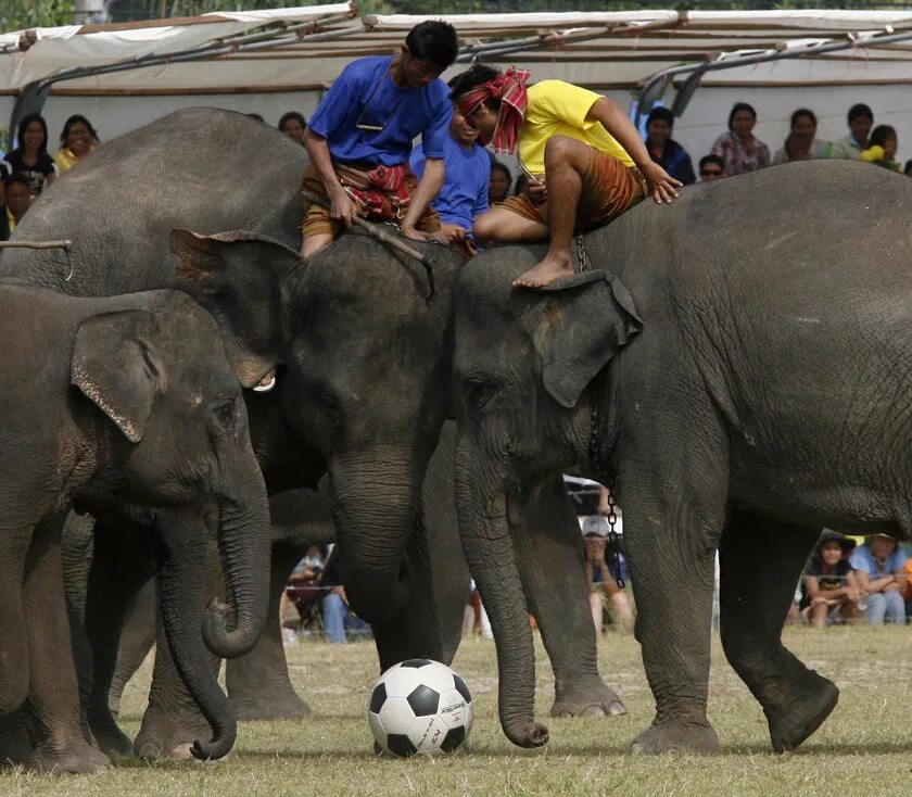 Игра где слон. Тайланд слоны. Фестиваль слонов в Индии. Слоны футболисты. Раздача слонов.