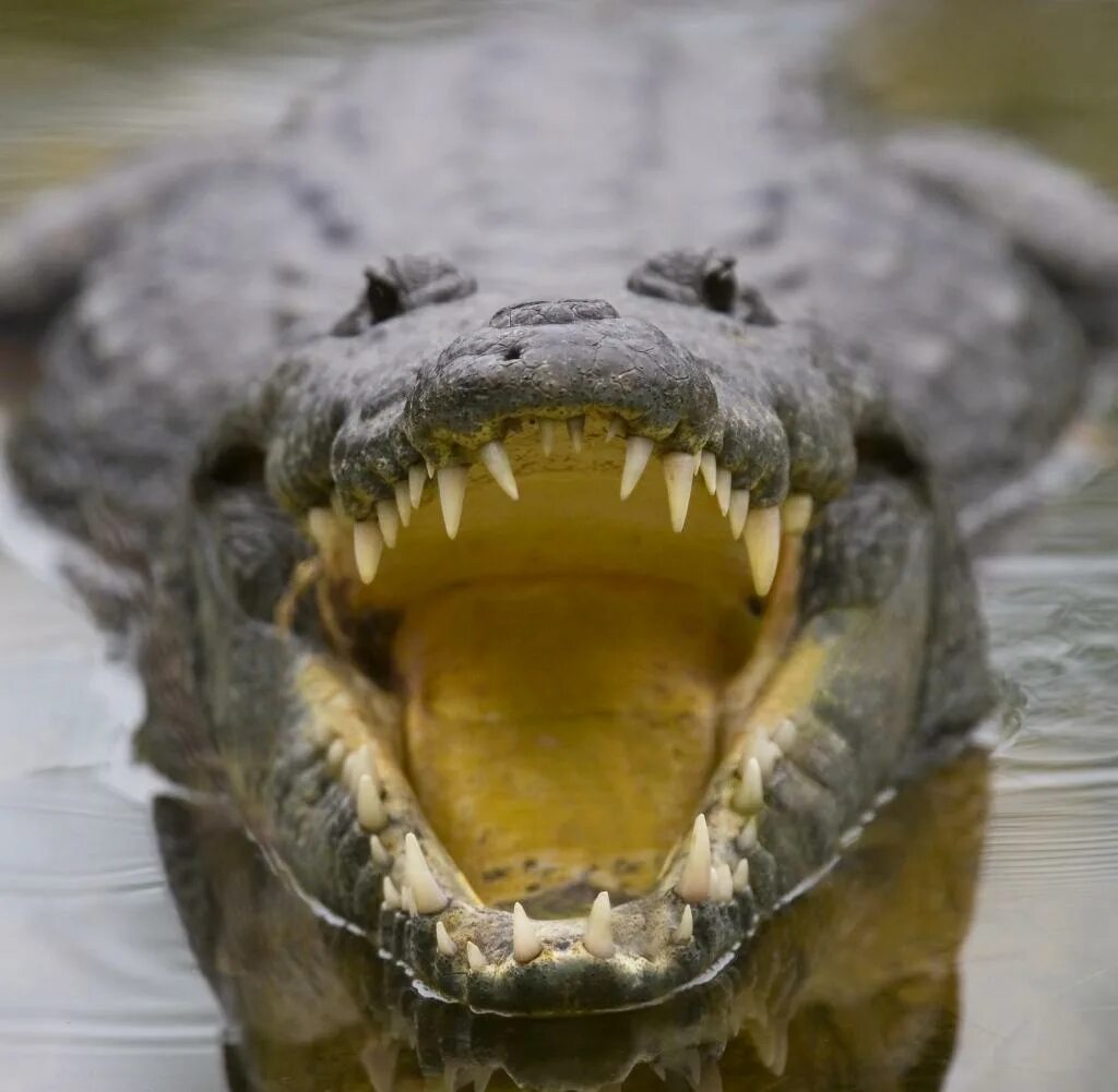 Крокодилы открывают рот. Нильский крокодил челюсти. Гребнистый крокодил челюсть. Пасть крокодила. Пасть аллигатора.