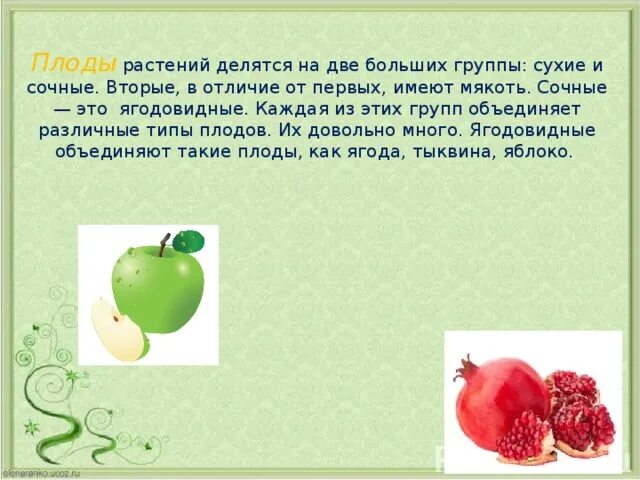 Плод не имеющий сочной мякоти. Классификация плодов вывод. сухие и сочные плоды вывод. лабораторная работа классификация плодов.