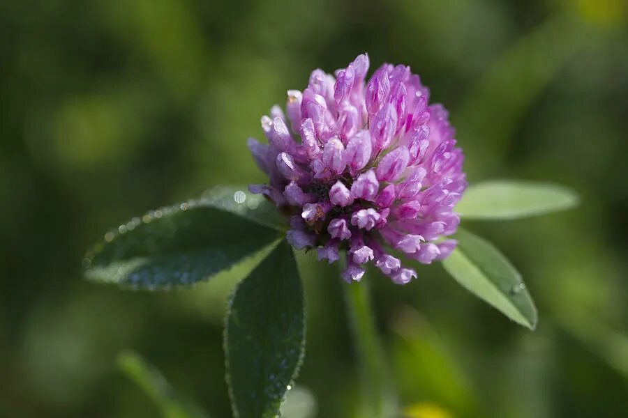 Пчелы в поле. Клевер луговой (trifolium pratense l. Клевер луговой дятлина красная. Клевер луговой растение. Клевер улей.