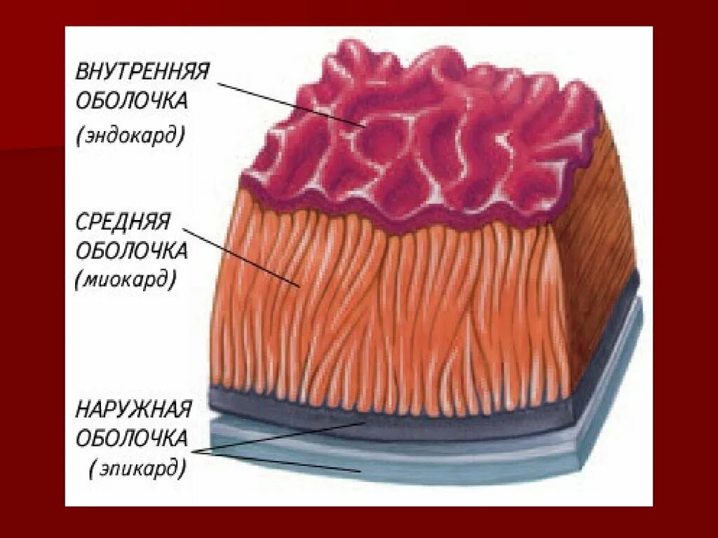 Перикард эпикард миокард эндокард. Эндокард анатомия. Эндокард миокард эпикард гистология. Строение сердца оболочки сердца. Человек внешняя оболочка