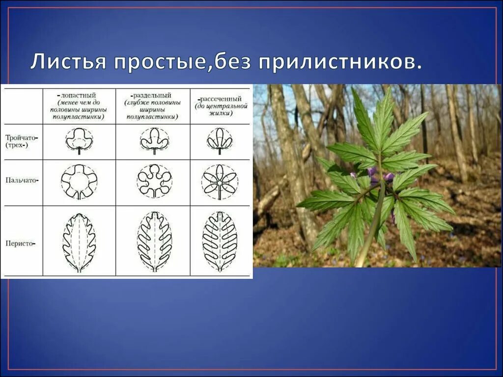 Органы растений цветковых лист