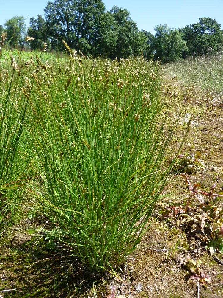 Grass поинты. Koeleria macrantha (prairie junegrass). орегон трава. трава на вя. орегона трава фото.