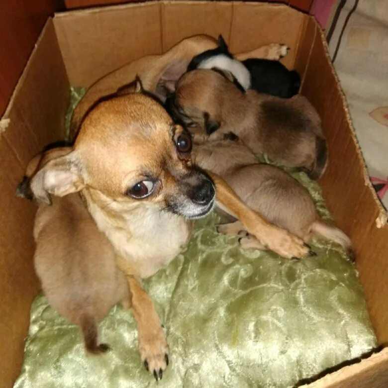 Щенок чихуахуа и той терьера. Щенок чихуахуа и той терьера. Щенки чихуахуа и той терьера. Метис чихуа и той терьера. 5 месяца.