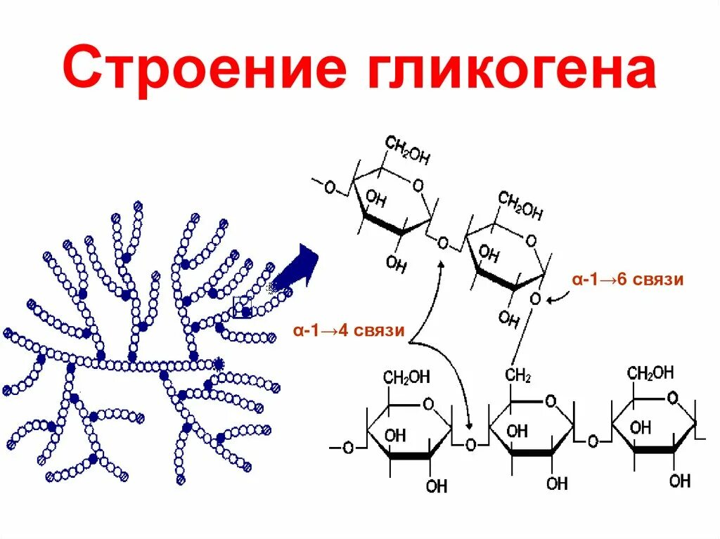 Гликоген строение молекулы. Гликоген формула и структура. Структура гликогена биохимия. Химическое строение гликогена. Глюкоген