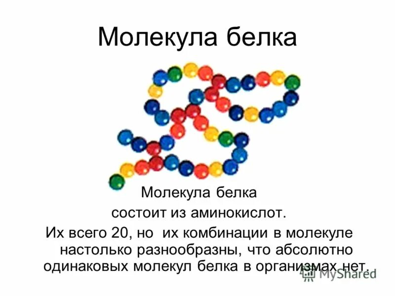 Дать название молекулам. Из чего состоит молекула белка. Белки состоят из 20 аминокислот. Из чего состоит белковая молекула. Из чего состоят молекулы белков.