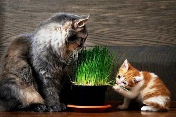 2,284 Big Red Cat Grass Stock Photos - Free & Royalty-Free Stock Photos from Dre