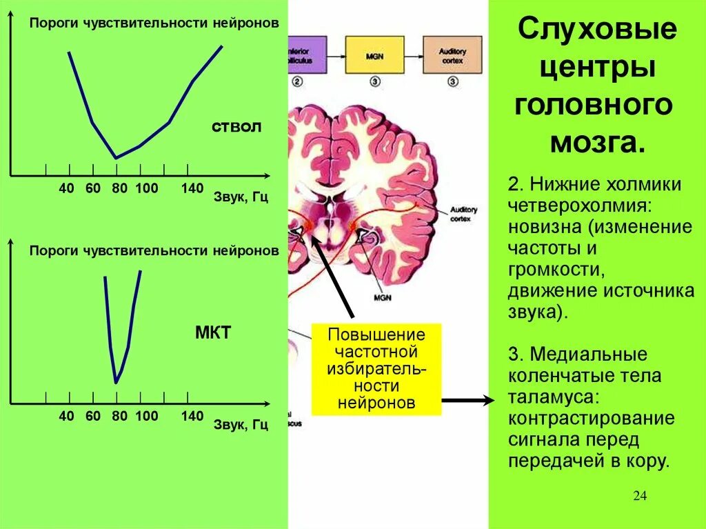 Слуховые центры головного мозга. Слуховой центр мозга. Мозговые центры слуха. Центр слуха в мозге.