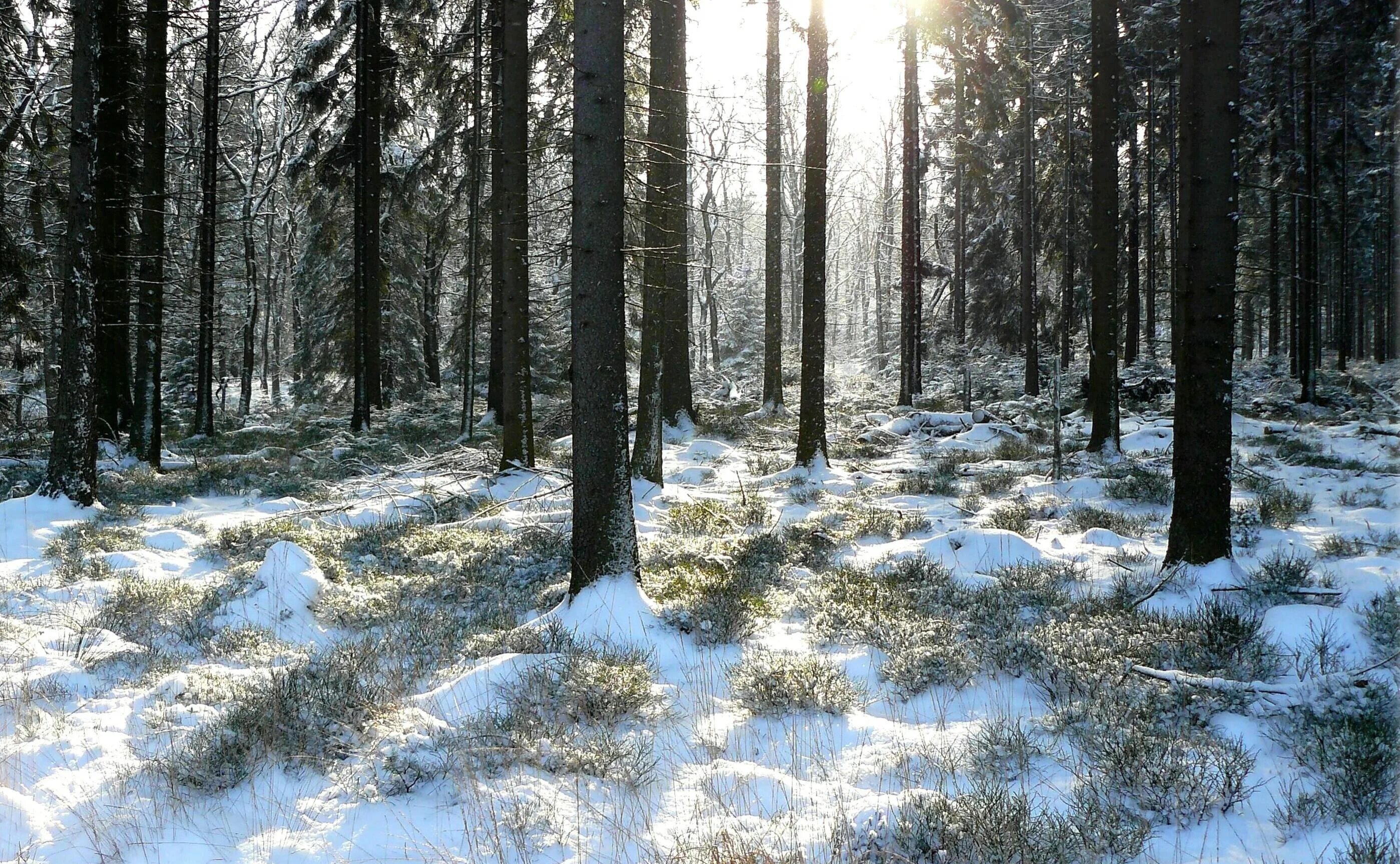 Осадки хвойных лесов. Зима в лесу. Зимний хвойный лес. Сосновый лес зимой. Лес в снегу.