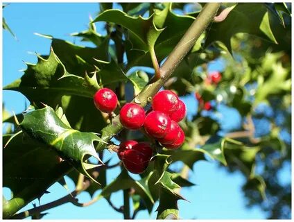 Holly