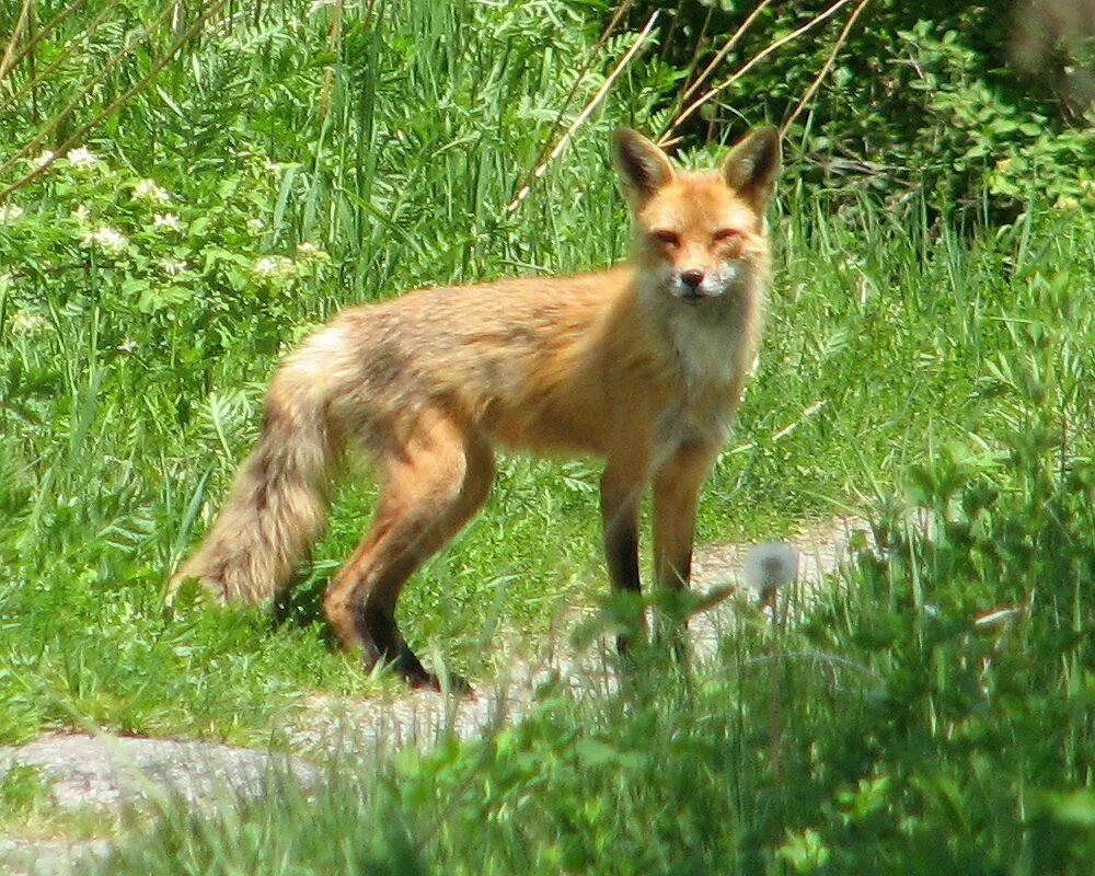 Обыкновенная лисица (Vulpes Vulpes). Американ Фокс. Рыжая лисица Vulpes Vulpes. Рыжая лиса с черным хвостом.