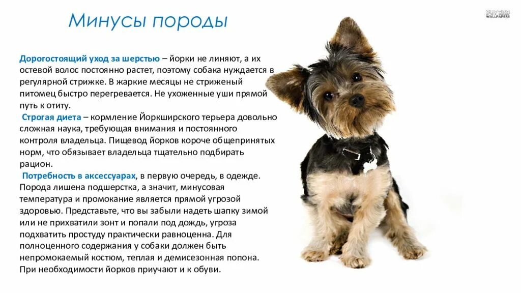 Содержание йорка