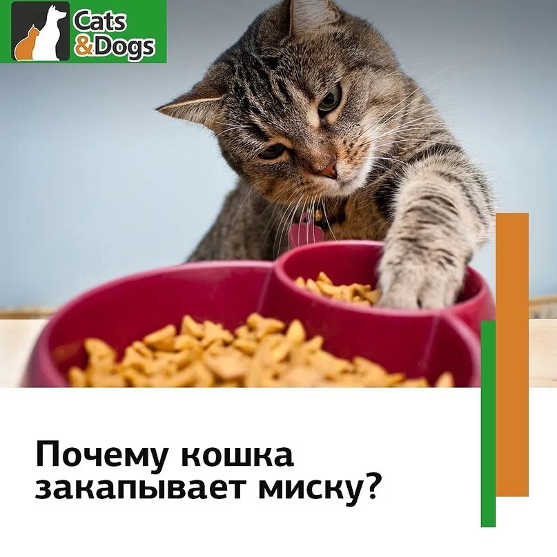Почему кот закапывает миску с едой. Почему кошка закапывает миску. почему кошка закапывает еду когда поест. почему кошки закапывают еду в своей миски. кот зарывает еду причина.
