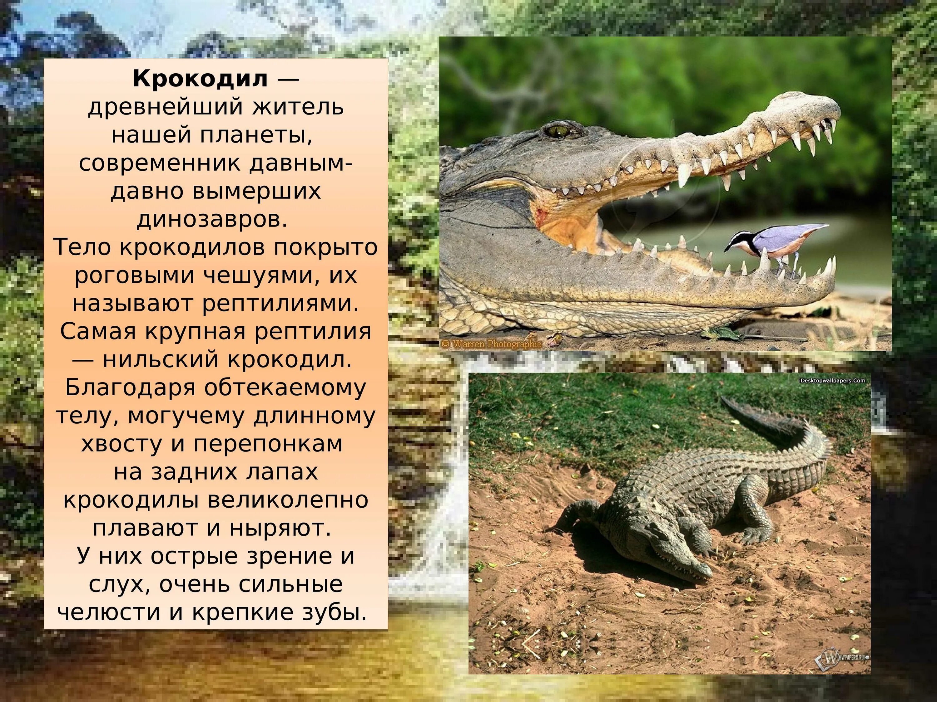 Крокодил доклад 3 класс окружающий мир. Класс пресмыкающиеся нильский крокодил. рассказ о крокодиле 2 класс окружающий мир. доклад про крокодила. описание крокодила.
