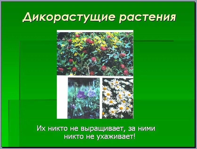 Полезные для человека дикорастущие растения. Цветы дикорастущие и культурные. Дикорастущие и культурные растения. Дико растушиерастения. Дикорастущие травы.