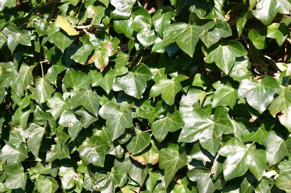 Плющ садовый вечнозелёный (Hedera helix