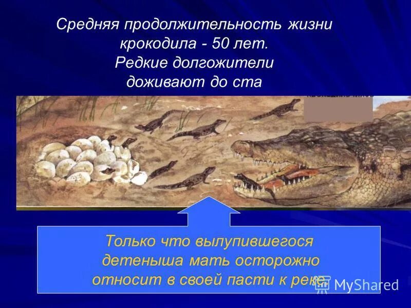 нильский аллигатор. западноафриканский крокодил. гигантский гребнистый крокодил. сколько живут крокодилы в среднем. крокодил густав бурунди.