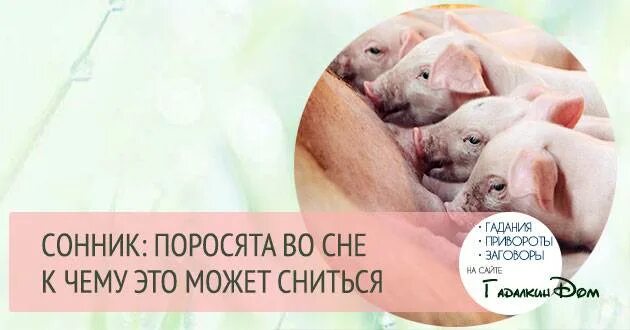 К чему снятся поросята во сне. К чему снятся маленькие свиньи