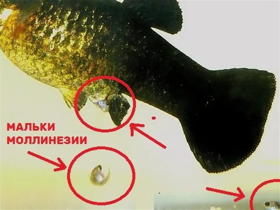 Моллинезия шафранная белобрюхая (Poecilia latipinna)
